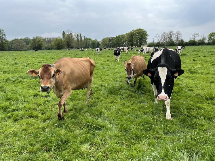 Antoine Thibault Agriskippy