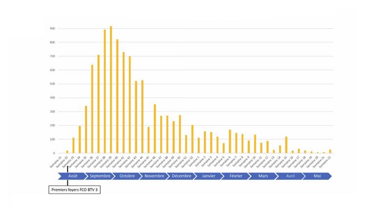 Nombre de foyers FCO BTV 3 par semaine saison vectorielle 2024/2025.