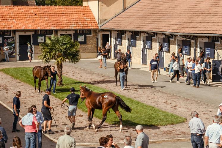 La vente est organisée par Auctav, agence spécialisée dans les ventes aux enchères de chevaux de sport et de courses.