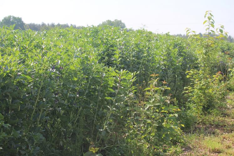 En féverole, les surfaces ont fortement progressé sur cette campagne 2024/2025, atteignant 120 000 ha.