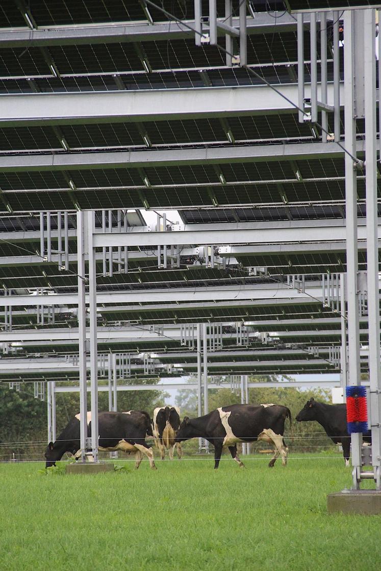 Yoann Bizet, éleveur laitier à Souleuvre-en-Bocage (14), a été érigé en exemple par Hervé Morin pour illustrer ce qui acceptable comme développement de projet agrivoltaïque en Normandie.