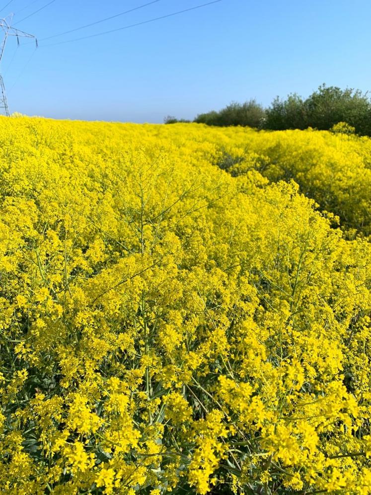 La culture entre dans les rotations.