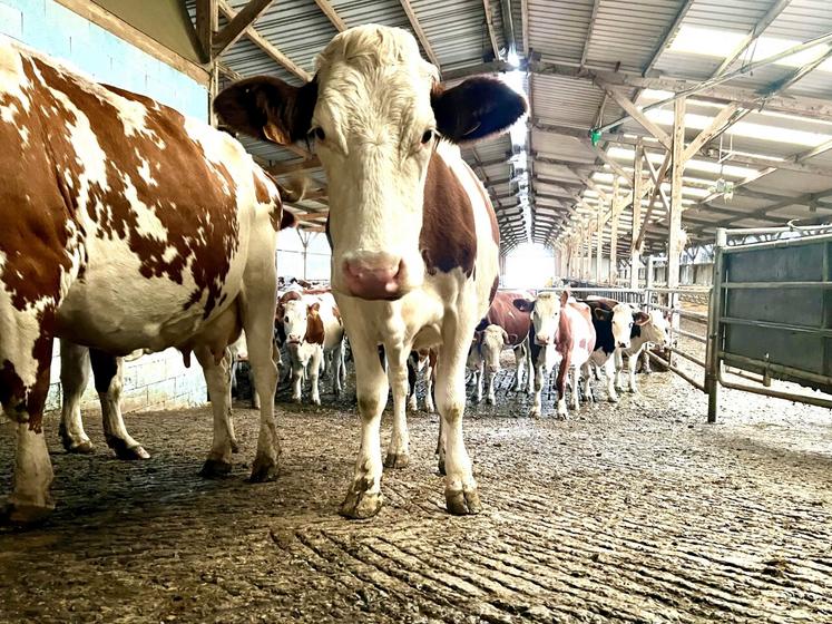 Les vaches ont été bien surprises de voir autant de monde au moment de la traite.