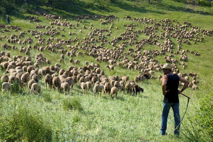 Depuis un an, le nombre d'attaques de loup a augmenté de + 26 %.