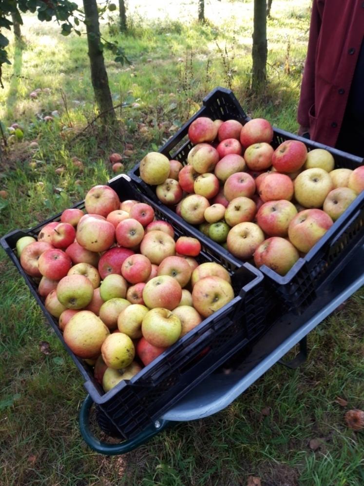 130 kg de pommes ont été distribués aux Restos du Cœur de Bernay.