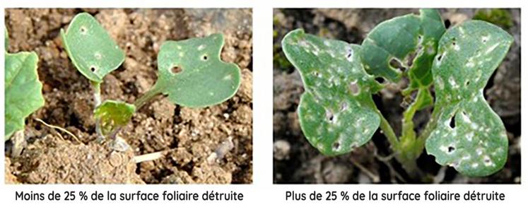 Dégâts de grosses altises (altises d'hiver adulte) : morsures sur cotylédons et jeunes feuilles
