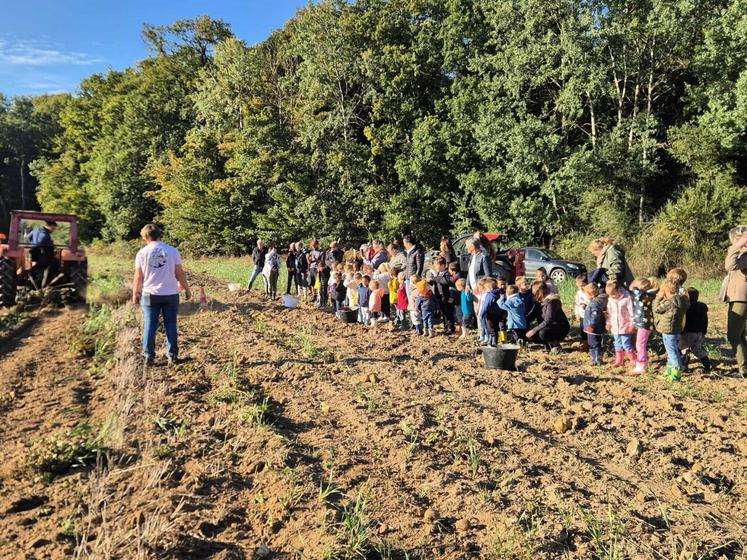 Tous les écoliers sont venus récolter les pommes de terre pour l'école.