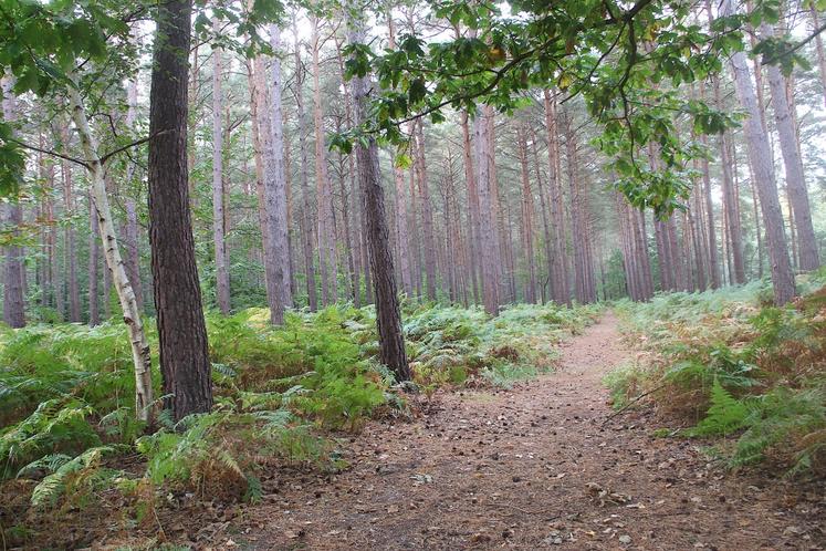L'Eure est le département le plus boisé de Normandie avec 106 000 ha de forêt privée et 18 000 ha de forêt publique. Le chêne est l'essence la plus représentée suivie du hêtre. En résineux, le Douglas constitue la première essence de reboisement.
