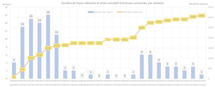 Point de situation CROPSAV au 9 décembre : 108 foyers, 7 départements 3 000 bovins (1/3 allaitant, 2/3 laitier), 64 % des foyers comptent 20 bovins ou moins.