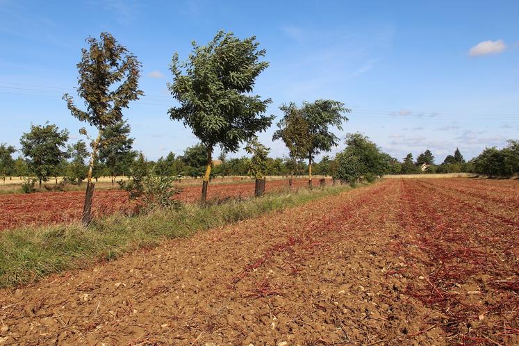 L'agroforesterie intraparcellaire constitue à associer des alignements d'arbre à vocation de production de bois et des bandes intercalaires cultivées ou pâturées.