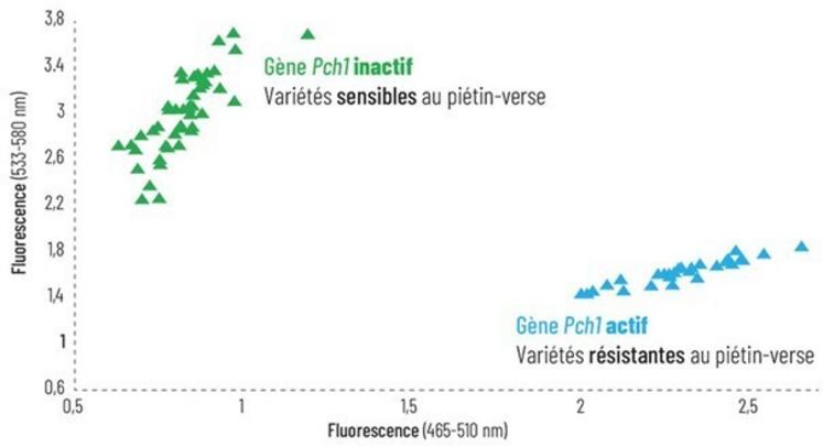 Figure 1 : résistance au piétin-verse repérée par marquage moléculaire du gène Pch1 chez des variétés de blé tendre.