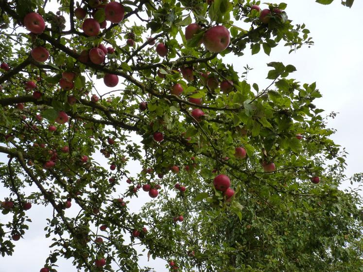 L'étude de l'âge des vergers (de pommes à cidre et de table) normands met en évidence un vieillissement plus marqué qu'au niveau national.
