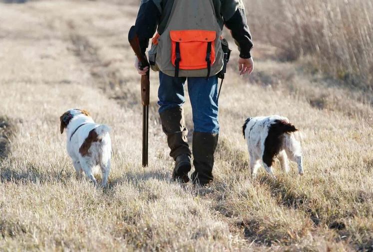 La maladie est due à un herpès virus présent de façon endémique dans les populations de sangliers.