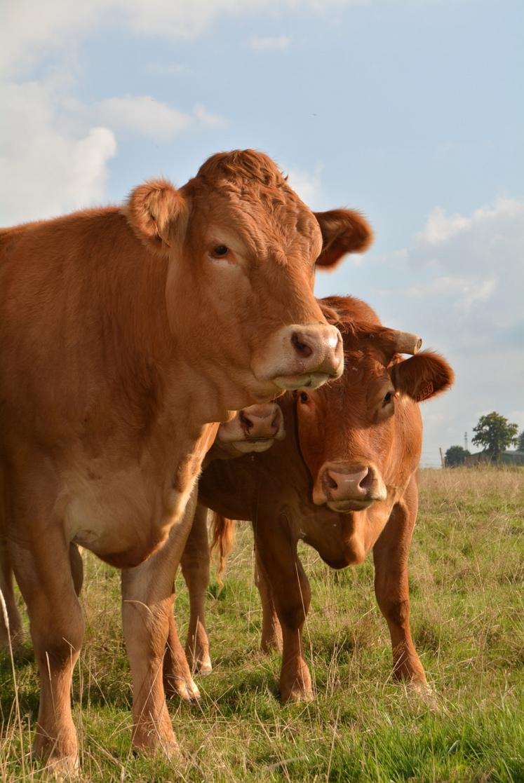 Sur douze mois, la production de bovins viande s'est repliée de 23 000 téc.