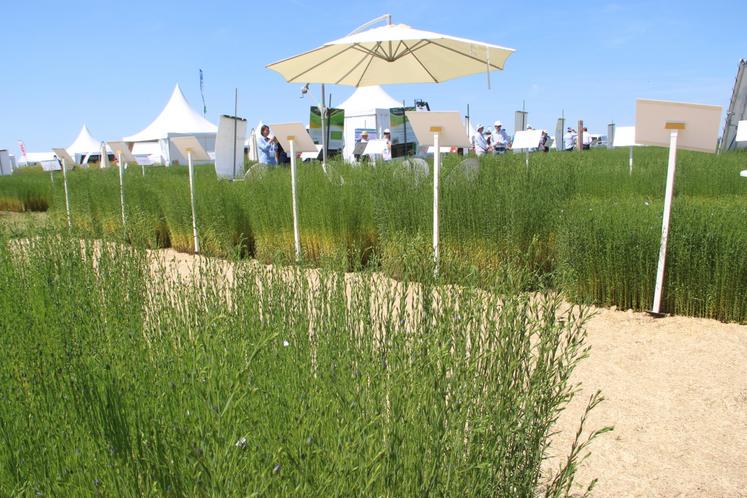 "En 2019, la production nationale était la même qu'en 2024 alors que les surfaces ont augmenté. Le changement climatique doit nous interpeller", a martelé Stéphane Vacher. "Il faut trouver des variétés plus adaptées aux périodes de stress."