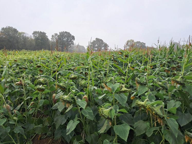 Cive d'été. Disposant d'une bonne résistance au stress hydrique et thermique, le tournesol, en association avec du maïs ou du sorgho, s'avère une solution satisfaisante en Seine-Maritime, d'autant que certaines variétés, spécifiques aux Cive, s'affichent à un prix très abordable.