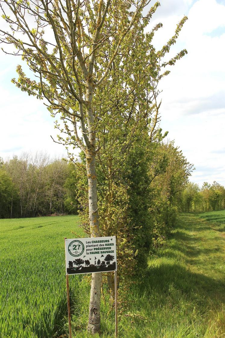 Les chasseurs pas écolos ? Qui peut se targuer de replanter chaque année 8 à 10 km de haie dans l'Eure ? Qui est à l'initiative de l'opération "J'aime la nature propre" dont la prochaine édition se tient du 6 au 8 mars prochain ?