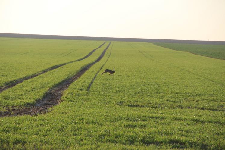 Les chasseurs de l'Eure emmènent dans des battues à blanc des non-chasseurs pour compter les lièvres et les perdrix, "pas pour faire des pour mais des moins contre".