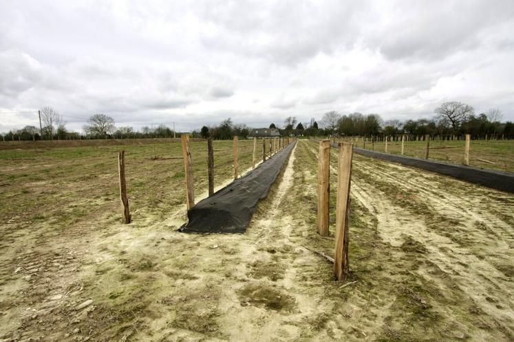 Sur cinq hectares a été aussi planté un nouveau verger.