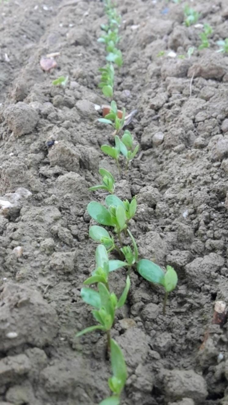 Une levée rapide et homogène du lin sera facilitée par une structure superficielle, fine et aplanie.