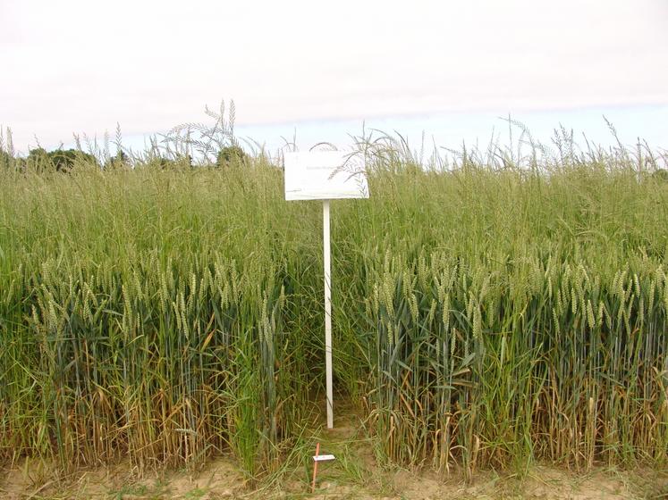 Infestation de ray-grass au champ.