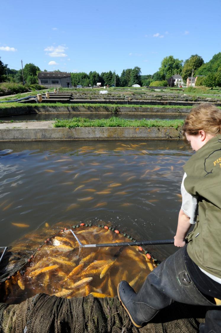 Corinne Sauvegrain, 56 ans, est exploitante de la pisciculture de Bernay. Investie dans son activité, elle œuvre au quotidien pour faire vivre et développer son exploitation, avec un attachement fort à son territoire et à la qualité de sa production.