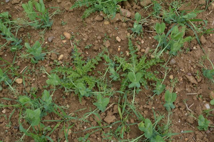 Adventices dans pois protéagineux.