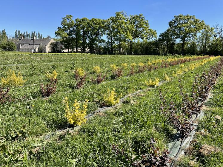Les premières tiges récoltées et le démarrage des expéditions sont intervenus dès la fin de la 1re année. "Le système va monter en puissance progressivement jusqu'à être pleinement productif en 2029", explique-t-elle.