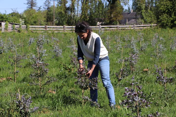 Parmi les feuillages choisis, Victoria mise sur une douzaine de variétés d'eucalyptus différentes.