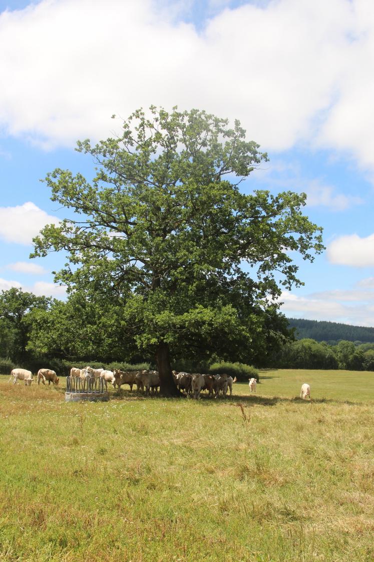 L'eau constitue la plus grosse carence dans les élevages. Une vache peut boire 200 litres par jour et 24 litres à la minute.
