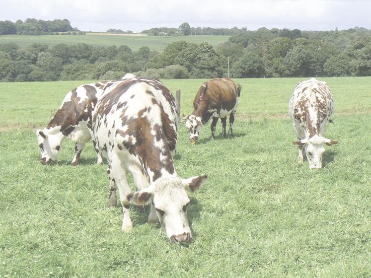 Le rendement apparent par vache laitière (VL) a fortement progressé, compensant une nouvelle baisse du cheptel.