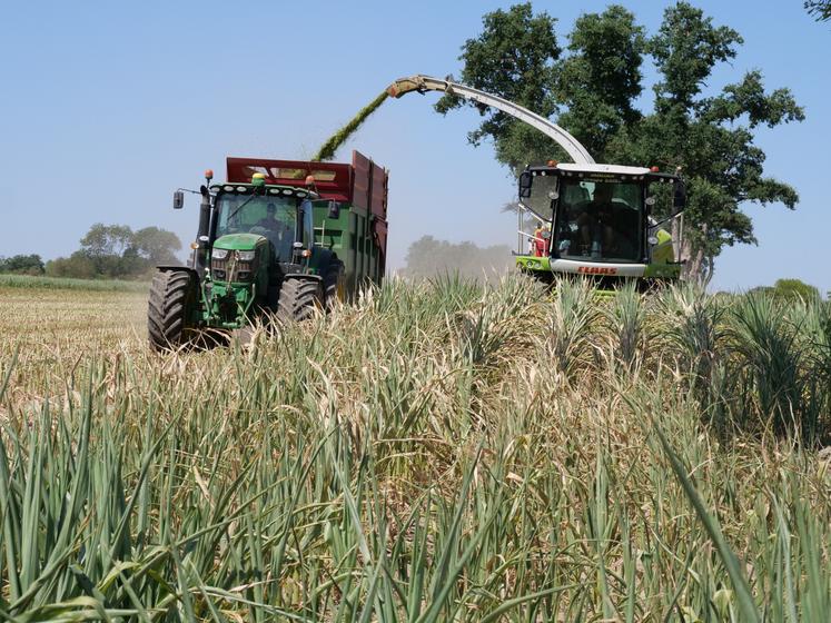 Pour l'ensilage, certains attaqueront plus tôt, mais dans l'ensemble il faudra attendre fin août.