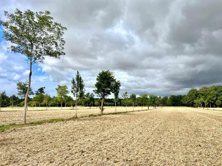 Les 180 arbres sont plantés sur des rangs de 29 mètres et espacés de 8 mètres.