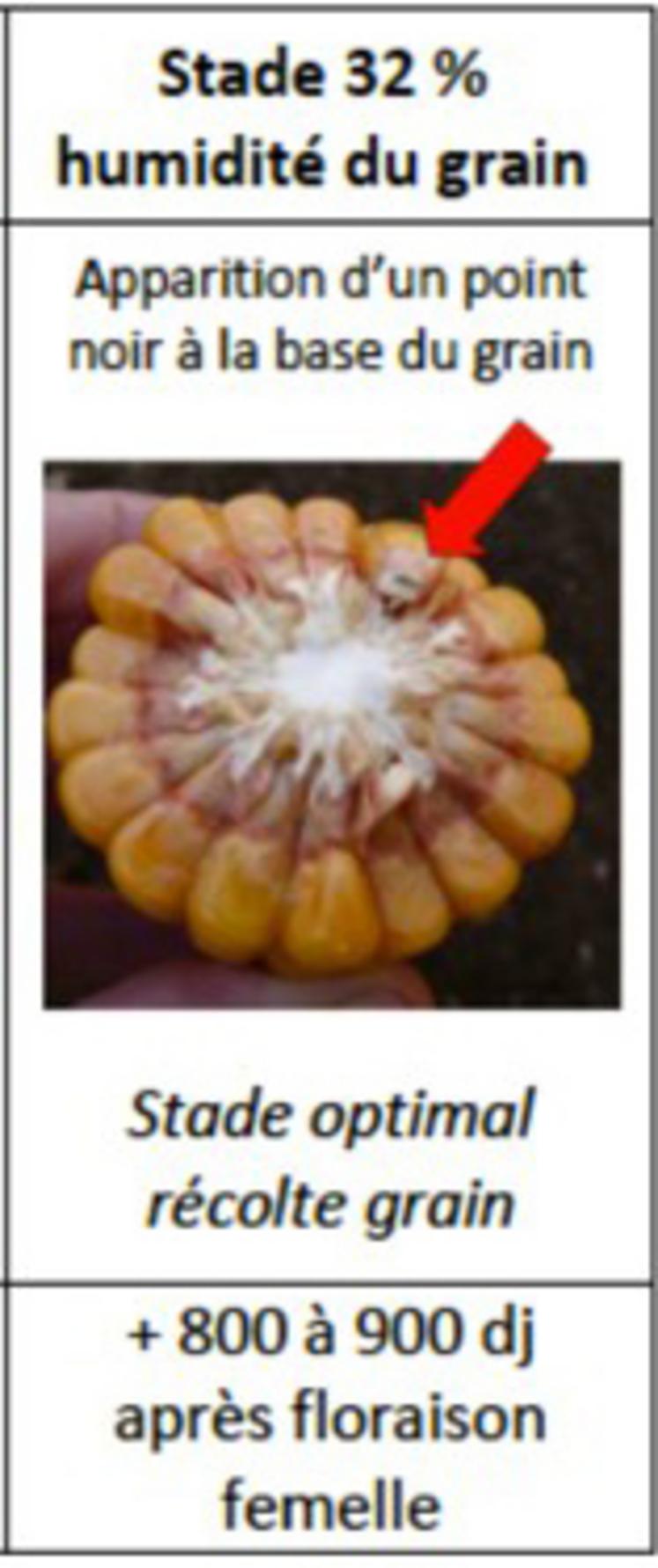 Stade 32 % d'humidité du grain à viser lors de la récolte.