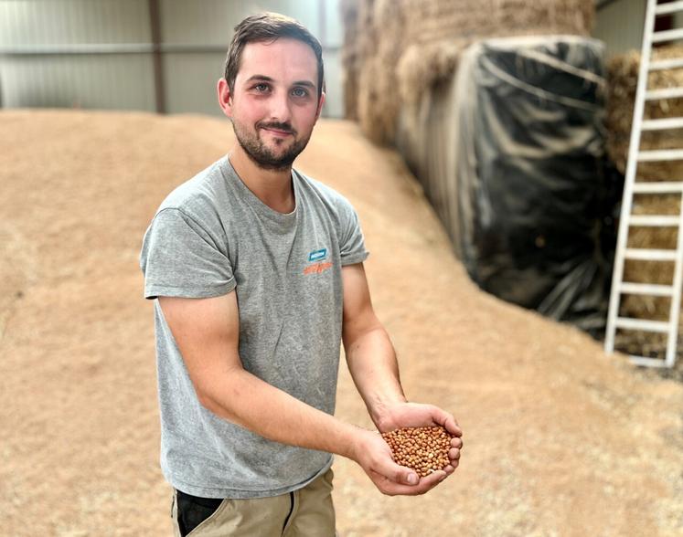 Les pois marbrés seront livrés à d'autres agriculteurs pour faire de l'aliment pour les oiseaux.