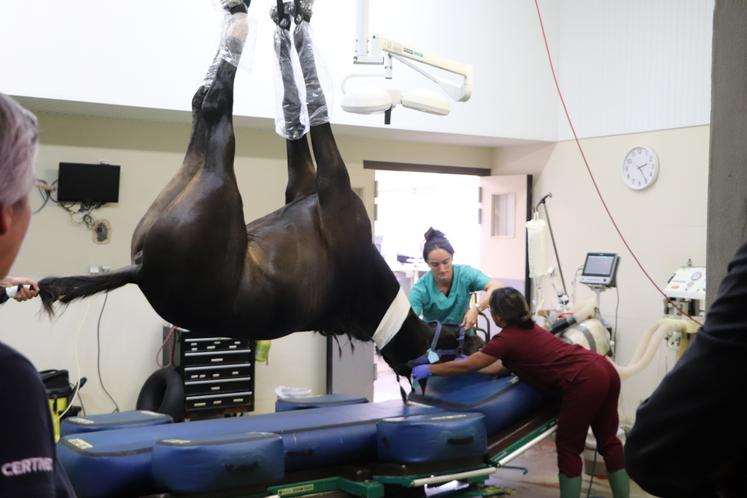 Un cheval sous anesthésie au bloc chirurgical. Au CHVE de Livet, les box post-opératoires sont capitonnés. "Le réveil est une période critique de la chirurgie, avec un taux de mortalité opératoire plus élevé que chez l'humain."
