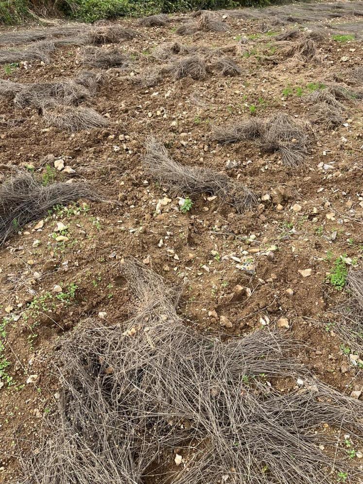 Dégâts causés par les sangliers dans une parcelle de lin, dans l'Eure.