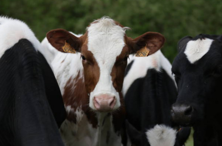 À partir de 2027, l'aide couplée aux légumineuses fourragères sera réservée aux surfaces justifiées par un cheptel herbivore suffisant, avec un seuil fixé à 1 UGB par hectare déclaré.