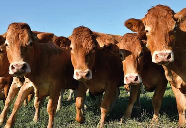 46 % des bovins allaitants sont détenus par des exploitants âgés de plus de 55 ans