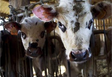 L'évaluation du bien-être animal est basé sur les cinq
libertés fondamentales : faim et soif, douleur, inconfort, peur.