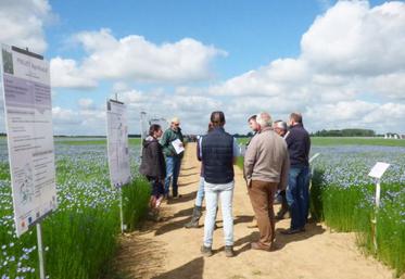 Techniciens et agriculteurs étaient invités à découvrir les
essais menés sur les stratégies de lutte contre les altises.