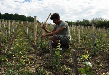 Les côteaux de Giverny avec ses 6 400 pieds de Chardonnay.