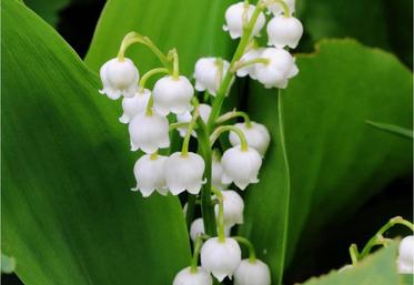 La vente du muguet par les grandes surfaces et les commerces dits « essentiels » est remis en cause par les fleuristes