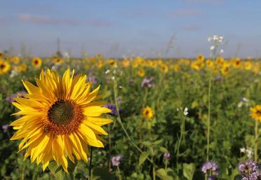 Les cultures dérobées seront mises en place du 20 août au 14 octobre.