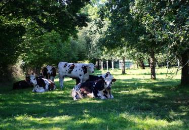 Boeufs, génisses et vaches de réforme de race Normande peuvent être commercialisés grâce au contrat tripartite entre Lidl, Socopa et NatUp.