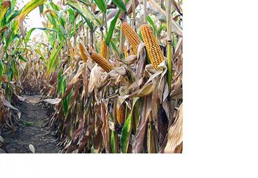 Dans certaines régions du département, des achats de
fourrages seront à envisager pour compenser les pertes
estimées entre -15 et - 50 %.