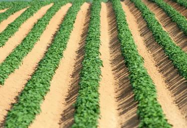 « Le manque de plants pourrait éventuellement limiter la hausse de la superficie des pommes de terre en 2019 », s'alarme le groupe des producteurs de pommes de terre du Nord-Ouest européen (NEPG) dans un communiqué.