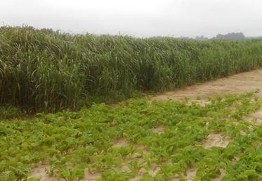 Bande de miscanthus implantée pour limiter le ruissellement et l’érosion des sols dans une parcelle cultivée, valorisée en litière bovine. © DR
