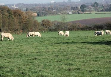 « La production de viande est souvent décriée. Entrer dans la démarche nous permet de montrer au grand public la vertueusité de nos pratiques », affirme Franck Seguignier éleveur de la Nièvre.