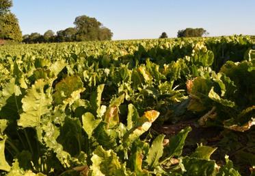 Dans l’Eure, le rendement moyen est de 66 tonnes, soit 21
tonnes de moins que la moyenne 5 ans.